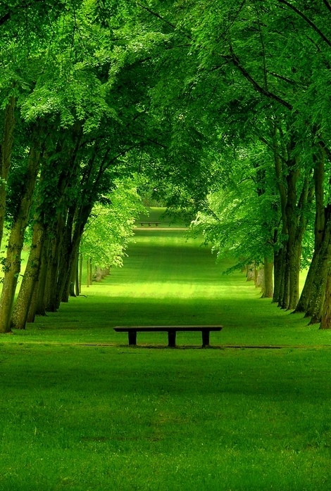 Bench surrounded by trees