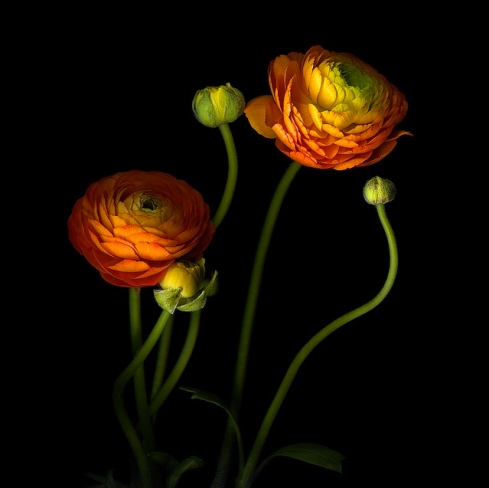 Orange ranunculus blossoms Monther's Day love mom