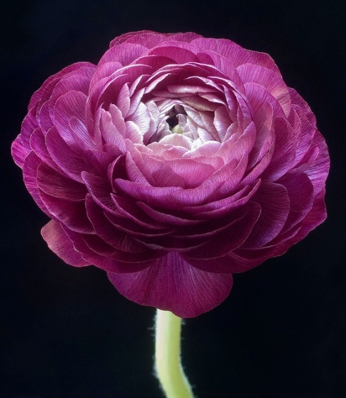 Purple ranunculus blossoms Monther's Day love mom