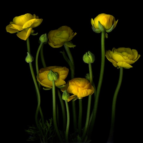 Yellow ranunculus blossoms Monther's Day love mom