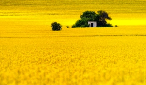 Yellow spring 2012 inspiration 