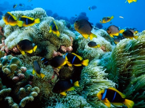 Protect endangered species nature ocean